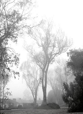 Eucalyptus_15_275x376px.jpg