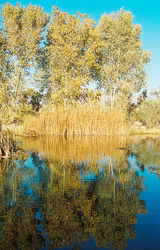 Mirrored_Trees_12_72.jpg