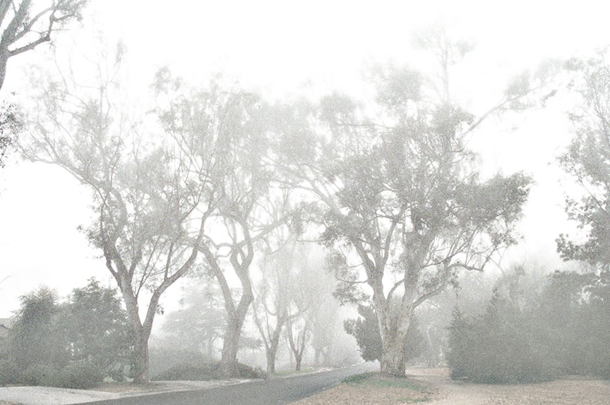 Palos_Verdes_Trees_12_72.jpg