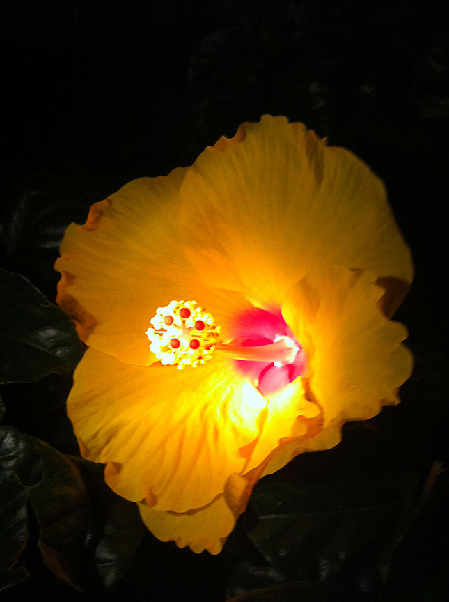 nite_flower_yellow_12_72.jpg